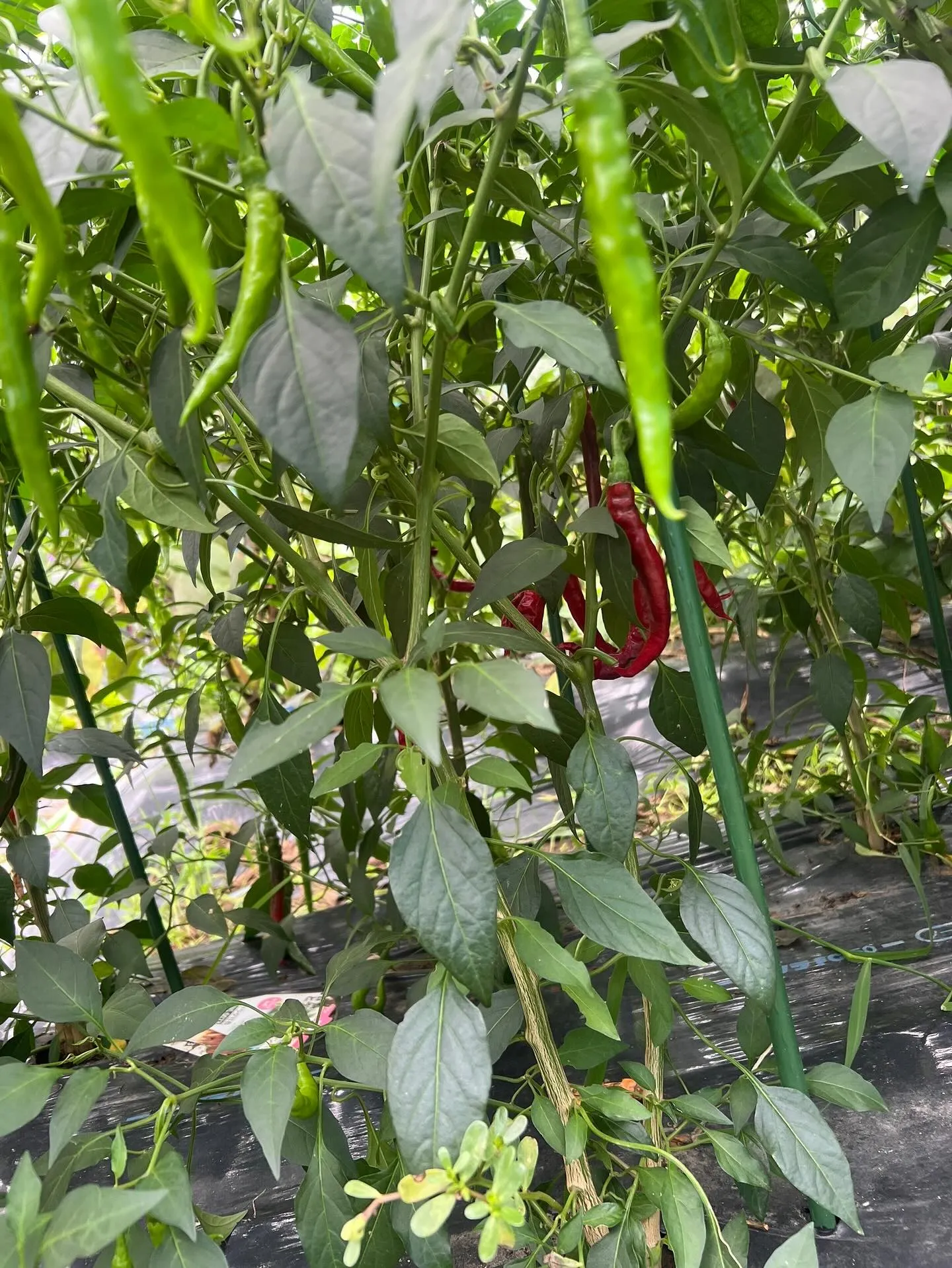 農園の様子はまだまだ夏模様です☀️