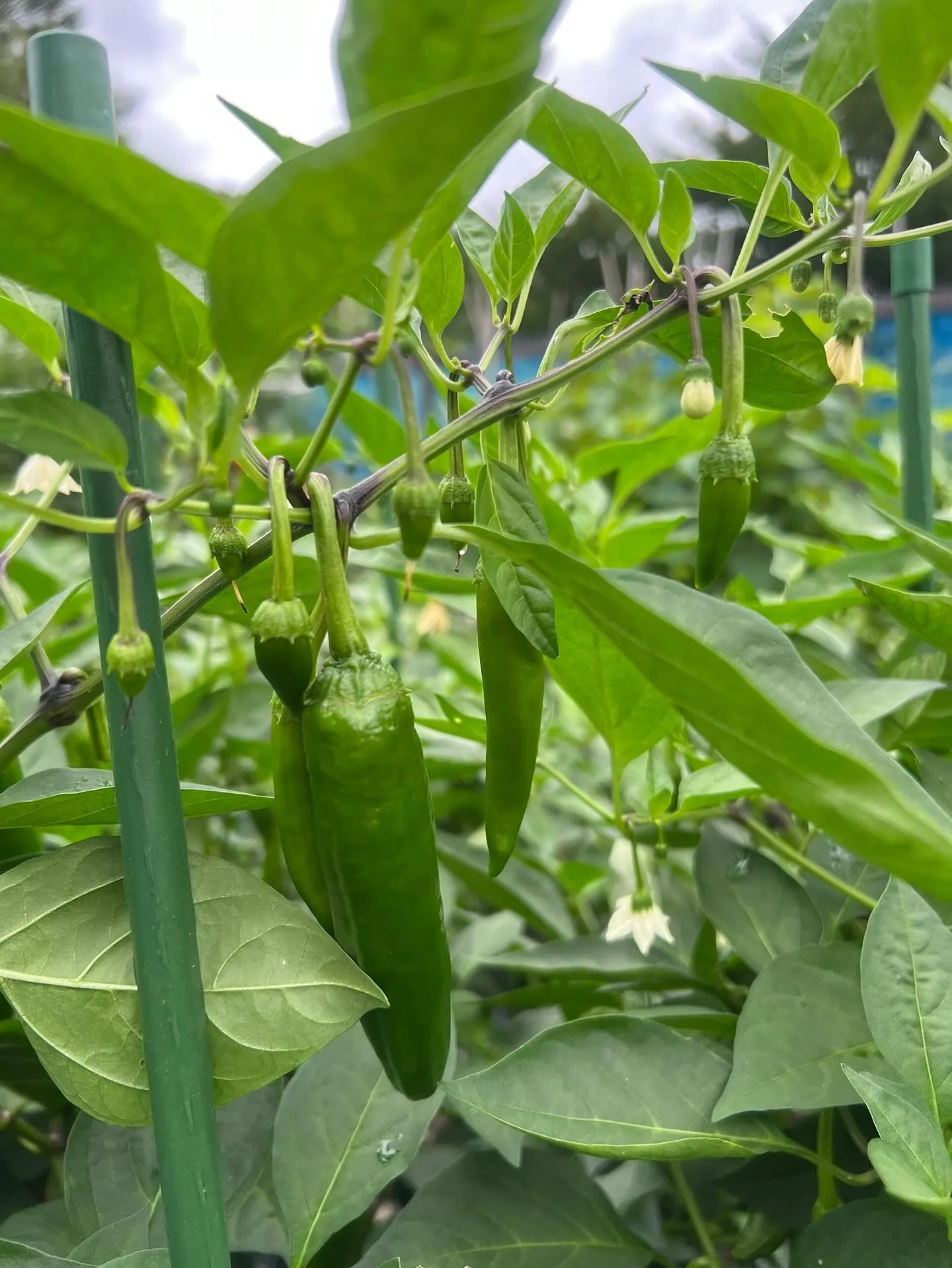 農園の様子はまだまだ夏模様です☀️